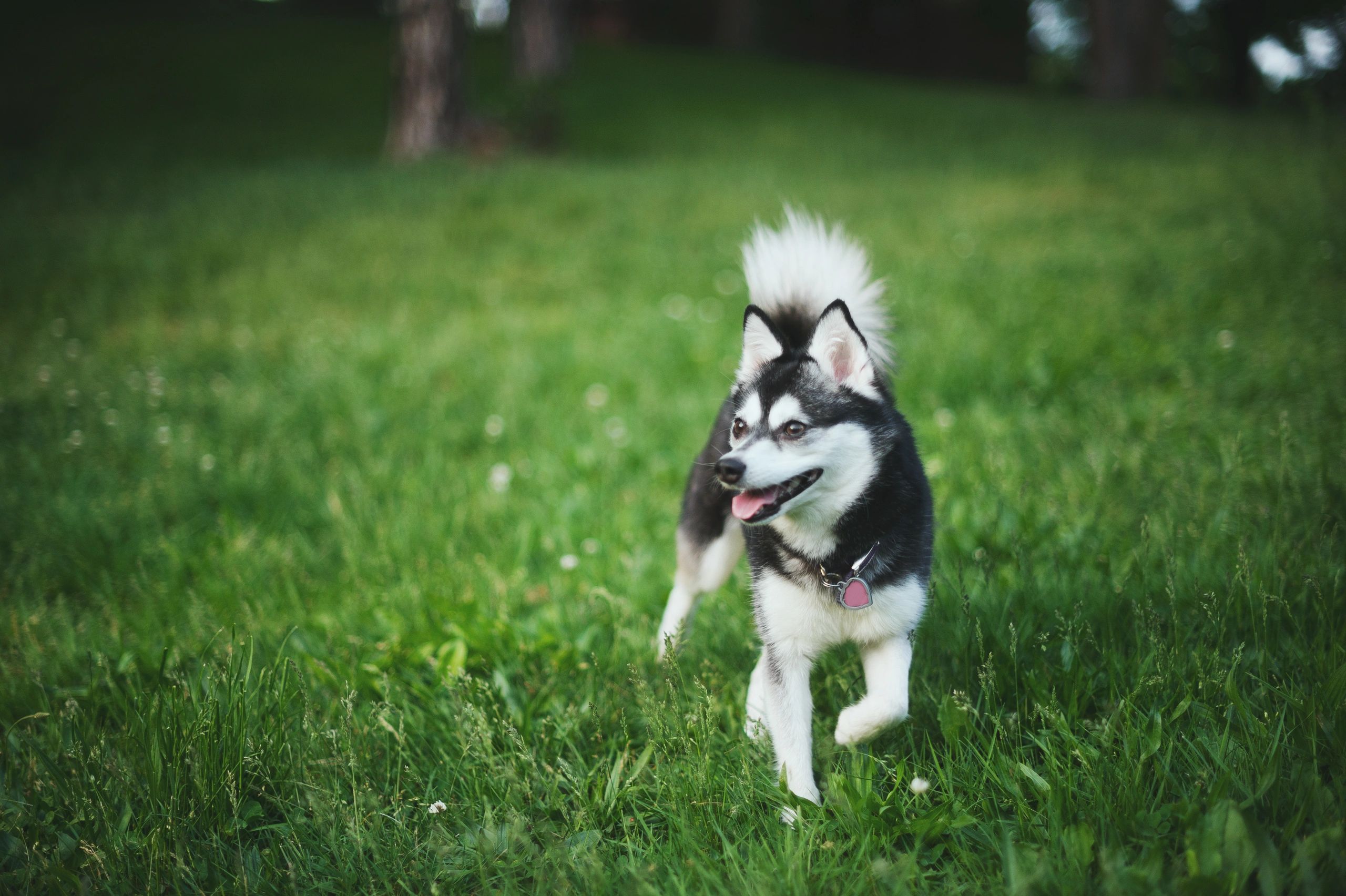 Alaskan Klee Kais Faithful Friend Kennel